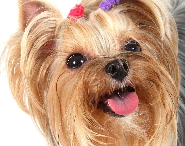 Секреты правильного воспитания Йорка: дрессировка в домашних условиях