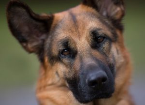 Немецкая овчарка в квартире: особенности содержания и ухода