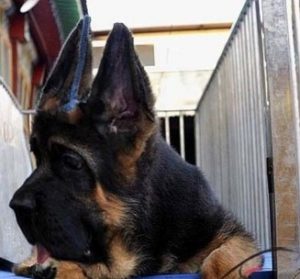 морда китайской овчарки