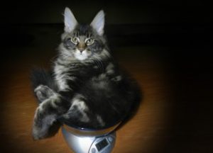 Продолжительность жизни кошки породы мейн кун, описание внешности и повадок