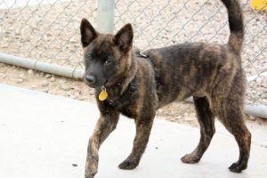 Тигровая азиатская каи: собака на все случаи жизни