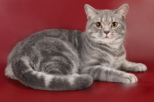 Разнообразие окрасов табби у кошек шотландской и других пород: как не ошибиться с выбором?