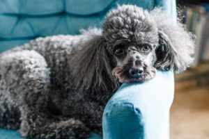 Цирковой аристократ карликовый пудель: характеристика породы