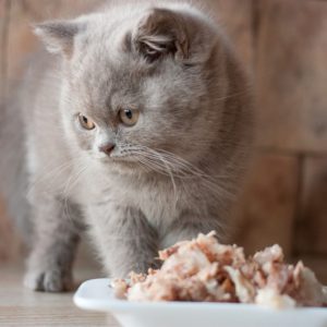 Самая популярная в Британии порода кошек Шотландская прямоухая (Скоттиш Страйт): описание и характер