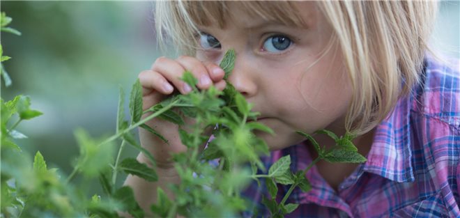 Кому не разрешается принимать перечную мяту
