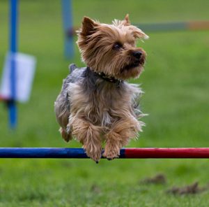 Самая маленькая и пушистая собака Йоркширский терьер: плюсы и минусы породы
