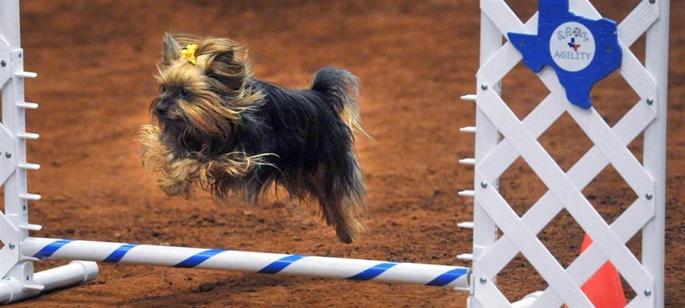 Секреты правильного воспитания Йорка: дрессировка в домашних условиях