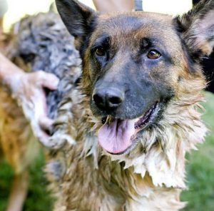 Обзор самых выдающихся окрасов Немецкой овчарки: зонарный, чепрачный и рыжий