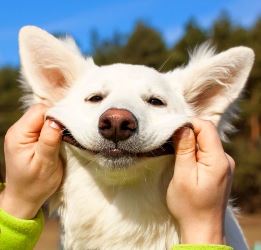 White_swiss_shepherd