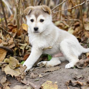 Топ индивидуальных и красивых кличек для собак Лаек девочек и мальчиков