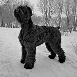 характер терьера