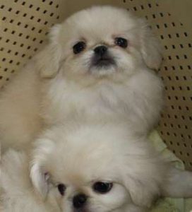 Разновидности пекинесов большая история маленькой породы