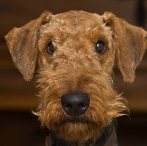 Умная и обаятельная охотничья собака Эрдельтерьер: описание породы