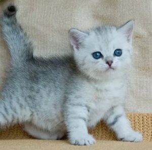 Список лучших кличек для Британских котов и кошек и их значение: как назвать домашнего питомца оригинально?