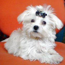 Условия проживания болонки