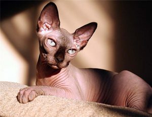 Кошки сфинксы: описание характера и породы, стоимость необычного питомца