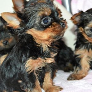 Декоративный питомец с личиком младенца Беби фейс йорк: описание породы