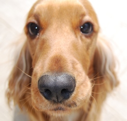 цена собаки