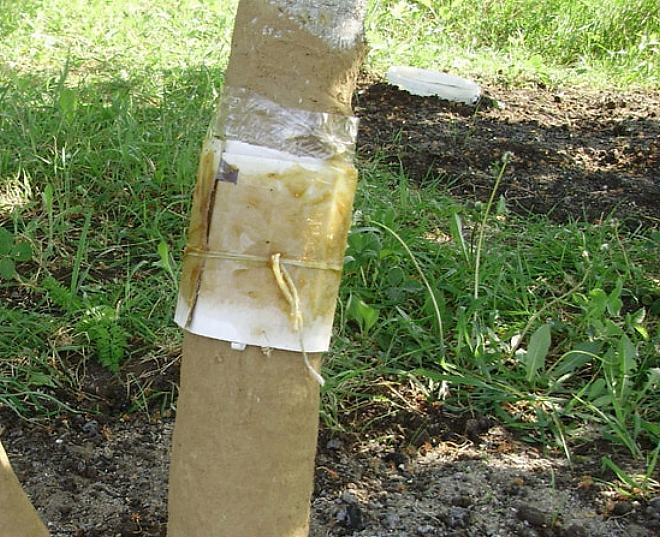 ловчий пояс от клопов-солдатиков