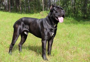 Описание породы кане корсо, уникальный характер питомцев
