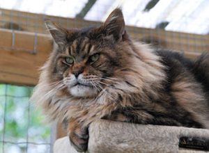 Продолжительность жизни кошки породы мейн кун, описание внешности и повадок