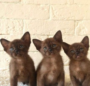 Одна из самых умных и долголетних пород котят Бурма: сколько стоит питомец и как ухаживать?