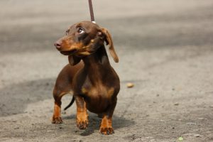 коричневая такса