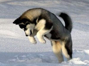 Оленегонная ненецкая лайка: сочетание чуткости и ответственности