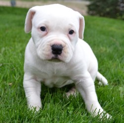 щенки собаки бульдог