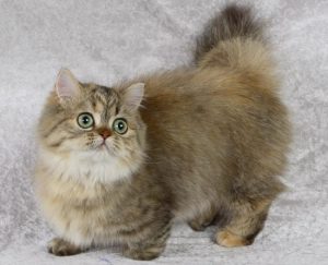 Наполеон: уникальная порода карликовых домашних котов