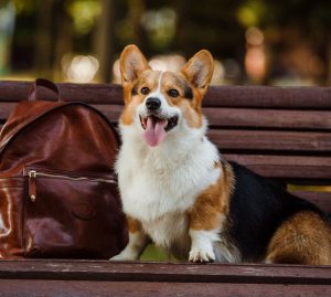 Обзор всех известных пород маленьких карликовых овчарок: описание и особенности