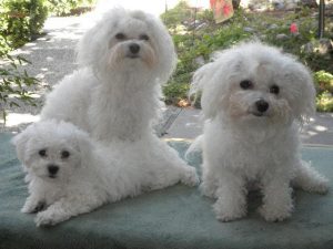 Итальянская болонка болоньез: рекомендации по содержанию хрупкой и нежной питомицы