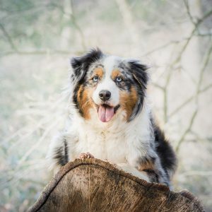 Обзор всех известных пород маленьких карликовых овчарок: описание и особенности