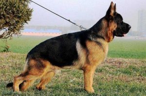 китайская овчарка