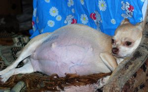 Протекание беременности у чихуахуа по дням, советы по подготовки к родам