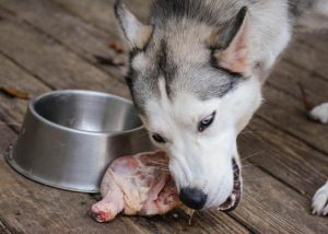 Особенности питания хаски: рекомендации по составлению рациона в домашних условиях