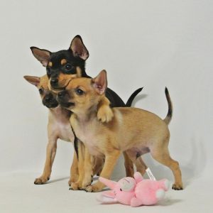 Золотые правила содержания и ухода за Той терьером чем кормить щенка и как воспитывать?