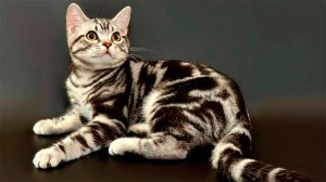 Отличительные особенности американской короткошерстной кошки