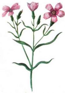 Эффективное лечение эректильной дисфункции народными средствами