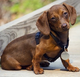 Чем кормить и как содержать таксу