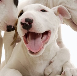 Карликовый бультерьер