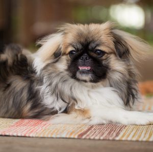 Одно из самых частых заболеваний у Пекинеса выпадают глаза: симптомы и лечение недуга