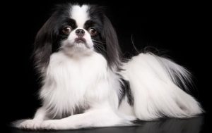 Аристократичный вечный малыш японский хин: особенности характера питомца