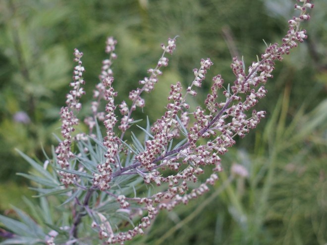 полынь от платяной моли