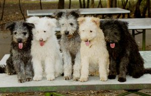 Прекрасный сторож собака пуми: советы, как найти общий язык с четвероногим другом