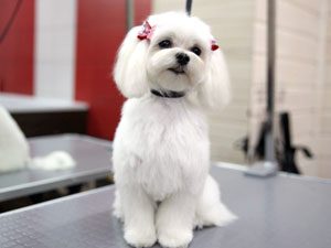 Благородная мальтезе с ниспадающей шерстью: характеристика породы