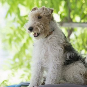 Бесстрашный и преданный защитник Фокстерьер: описание породы и фото собак