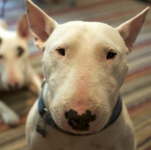 Решительная и веселая собака Бультерьер: описание, чем опасна порода?