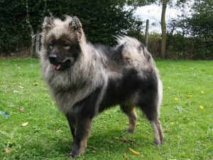 Собака немецкой породы евразиер: отличная нянька и настоящий друг