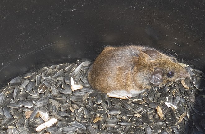 мышь в семечках